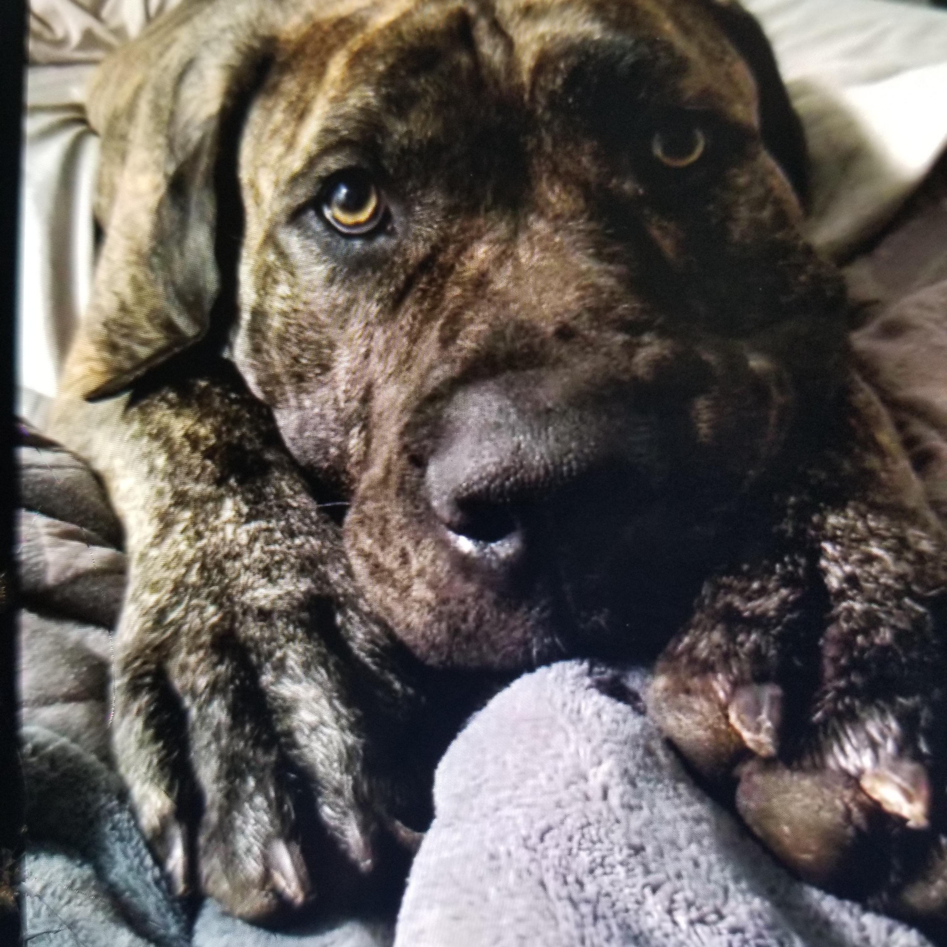 Boogie Boo, a Adoptable mixed breed in McKenna, WA image 1/6