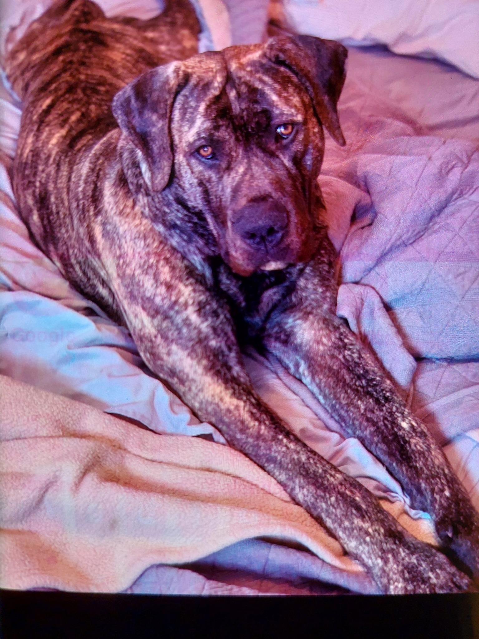 Boogie Boo, a Adoptable mixed breed in McKenna, WA image 2/6