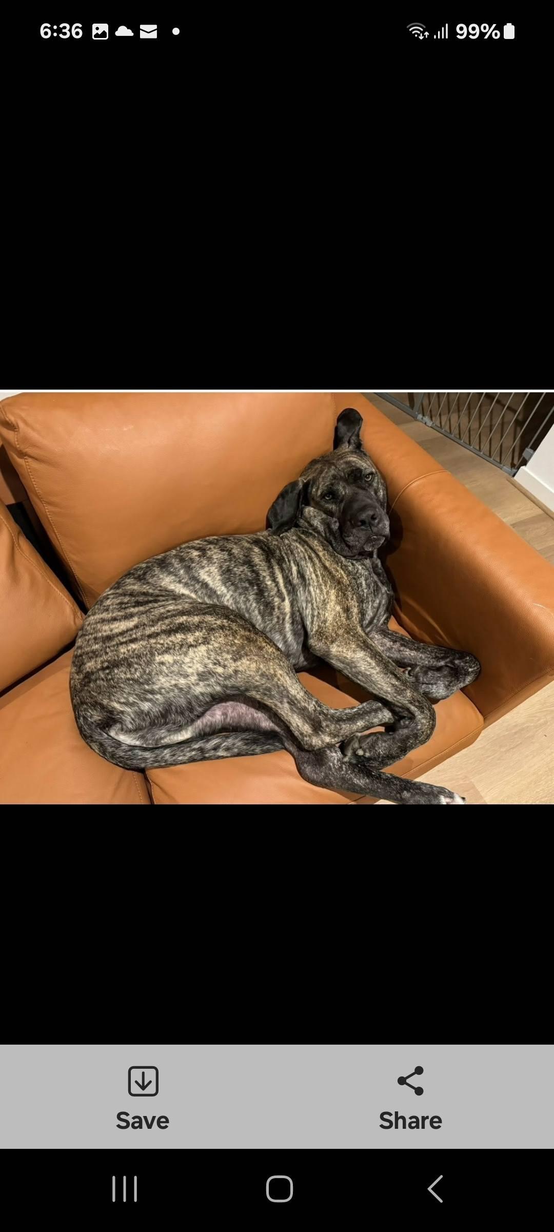 Boogie Boo, a Adoptable mixed breed in McKenna, WA image 3/6