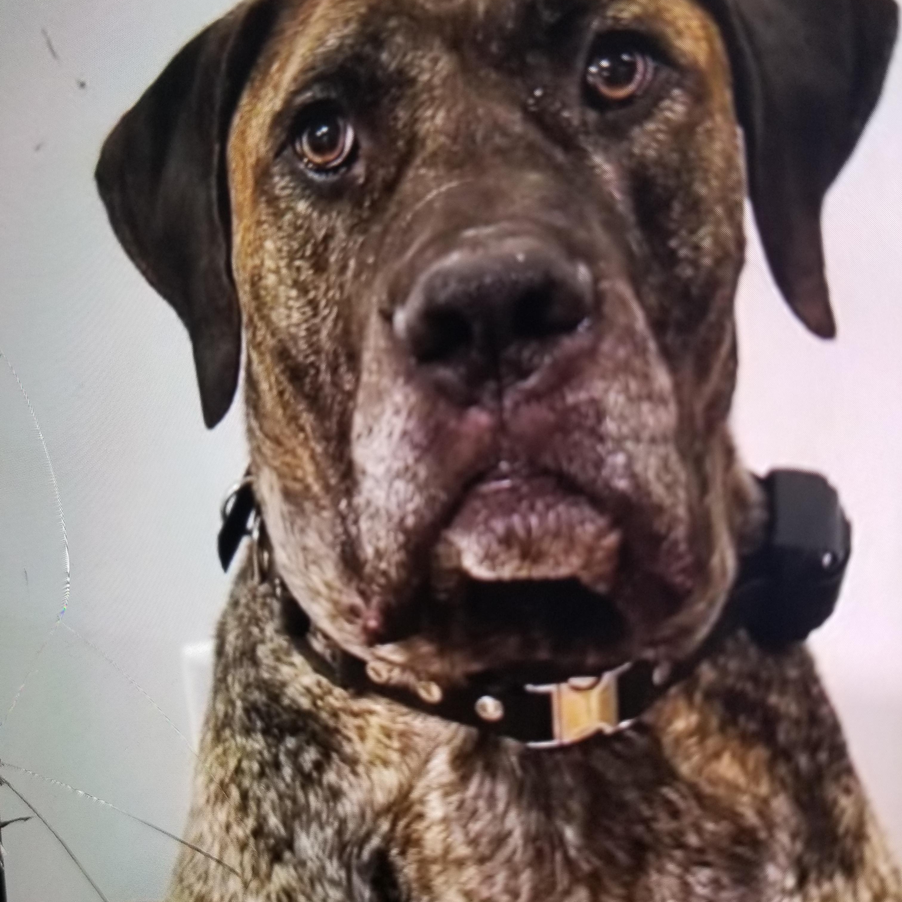 Boogie Boo, a Adoptable mixed breed in McKenna, WA image 4/6