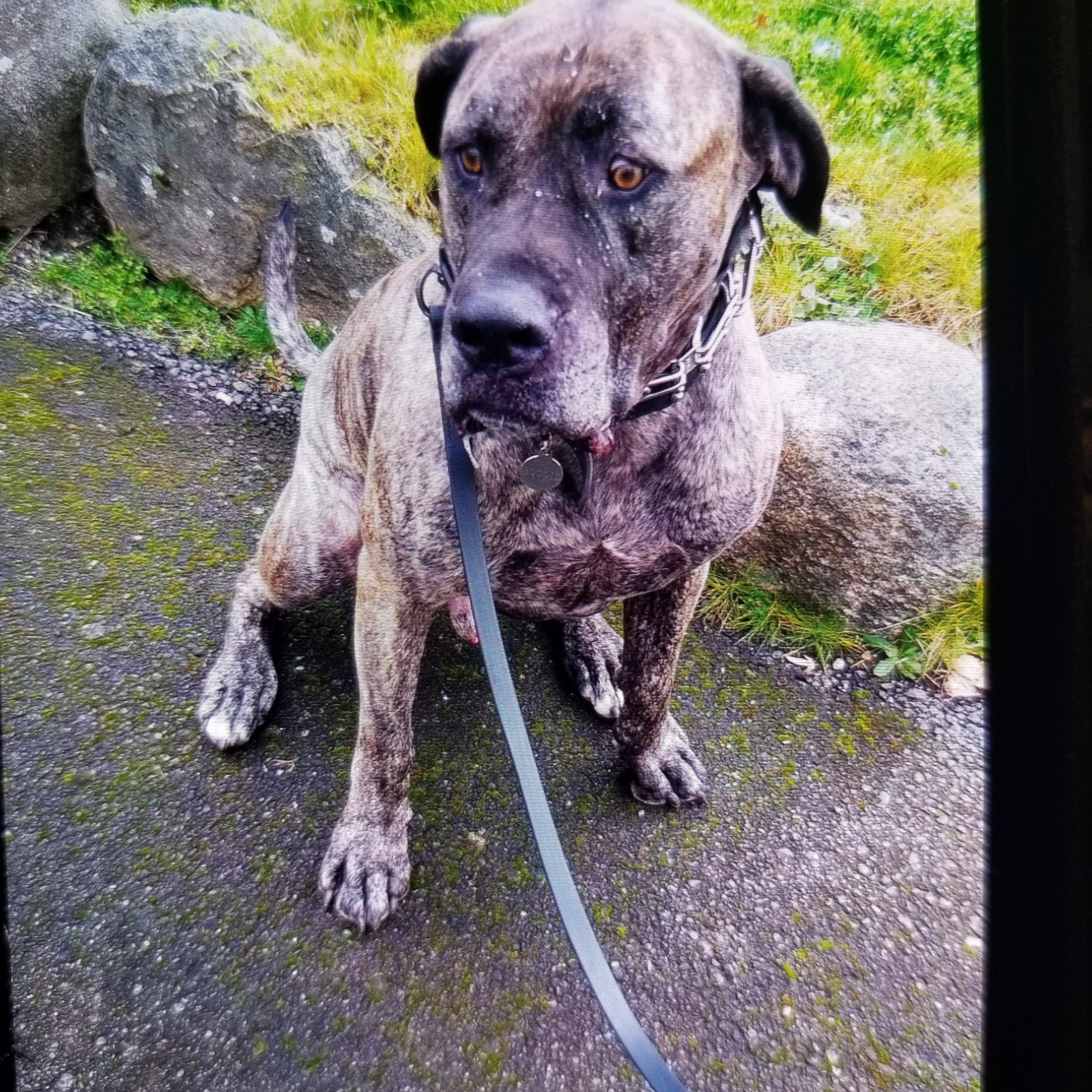 Boogie Boo, a Adoptable mixed breed in McKenna, WA image 5/6