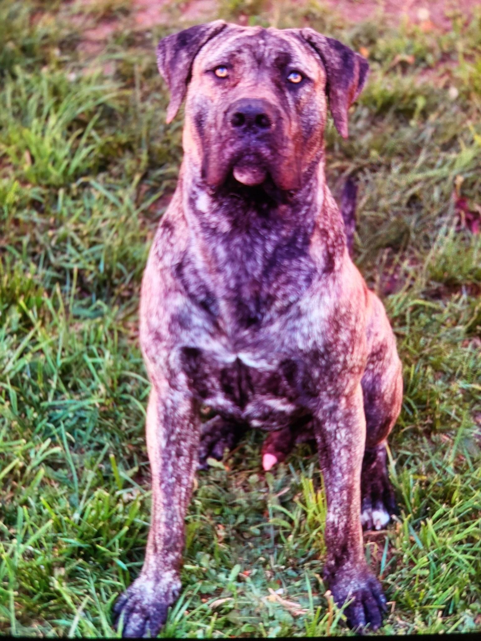 Boogie Boo, a Adoptable mixed breed in McKenna, WA image 6/6