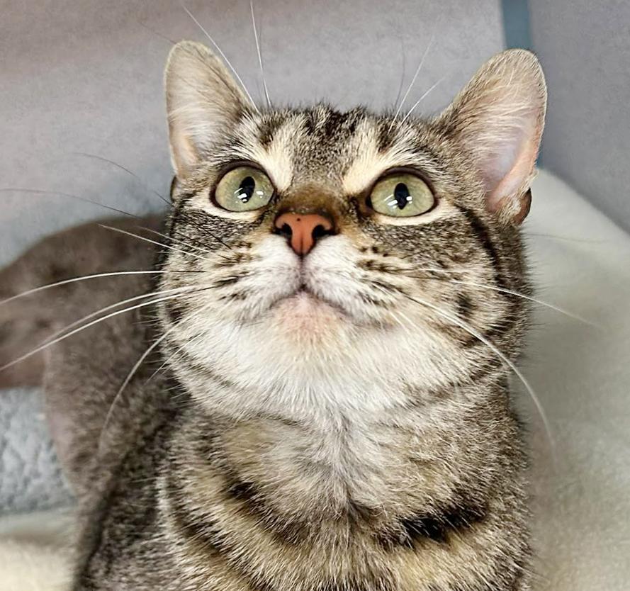 Enlarge Tabbi is a treat!  PRINCESS of HEAD BOOPS!!  THERAPY SWEET - VIDEO!, a Adoptable mixed breed in Bedford Hills, NY image 3/6