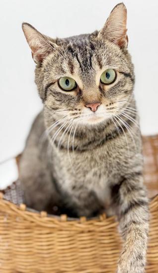 Enlarge Tabbi is a treat!  PRINCESS of HEAD BOOPS!!  THERAPY SWEET - VIDEO!, a Adoptable mixed breed in Bedford Hills, NY image 1/6