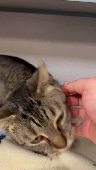 Enlarge Tabbi is a treat!  PRINCESS of HEAD BOOPS!!  THERAPY SWEET - VIDEO!, a Adoptable mixed breed in Bedford Hills, NY video 5/6