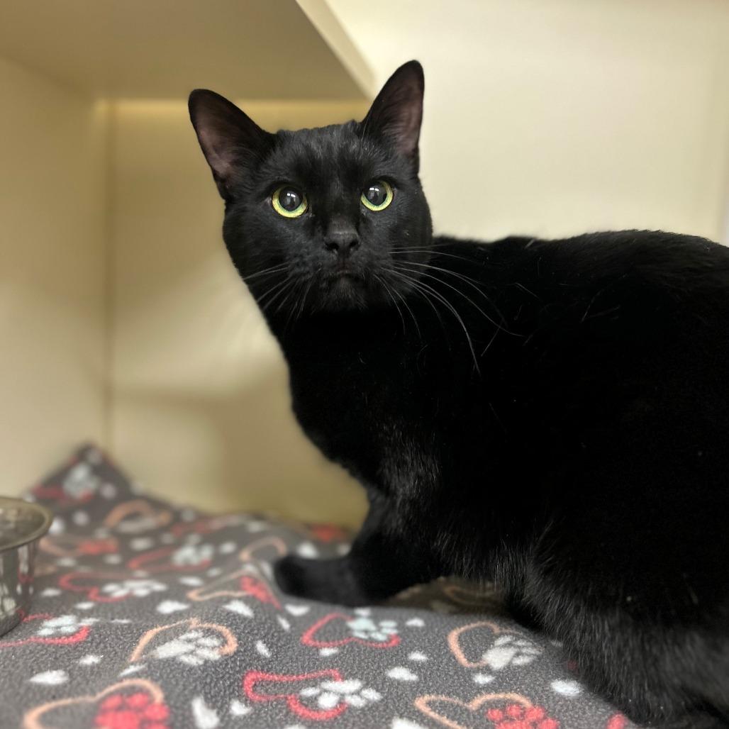 Enlarge Felix, a Adoptable Domestic Short Hair in Idaho Falls, ID image 1/1