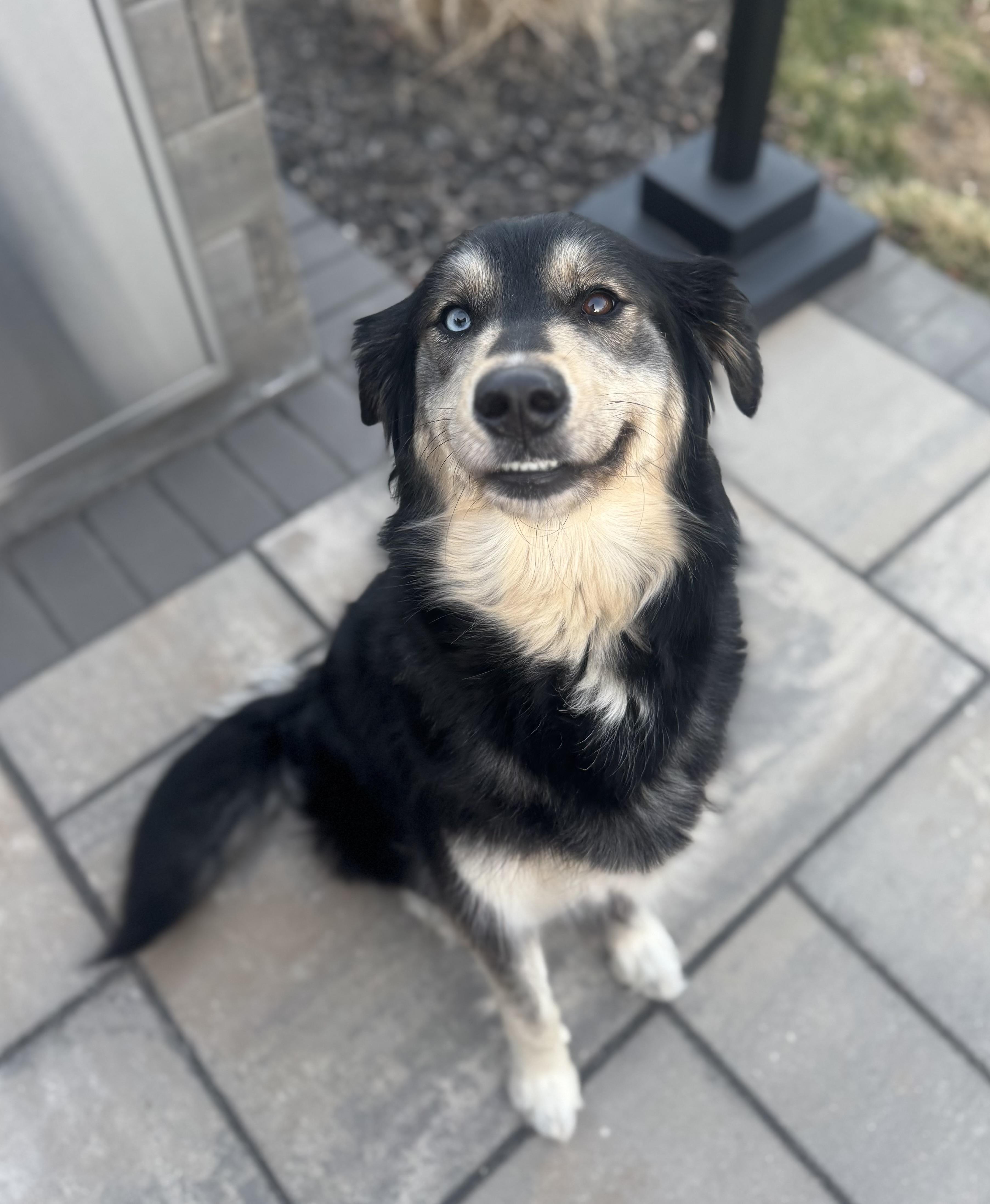 Enlarge Maggie, a Adopted mixed breed in Lima, OH image 1/3