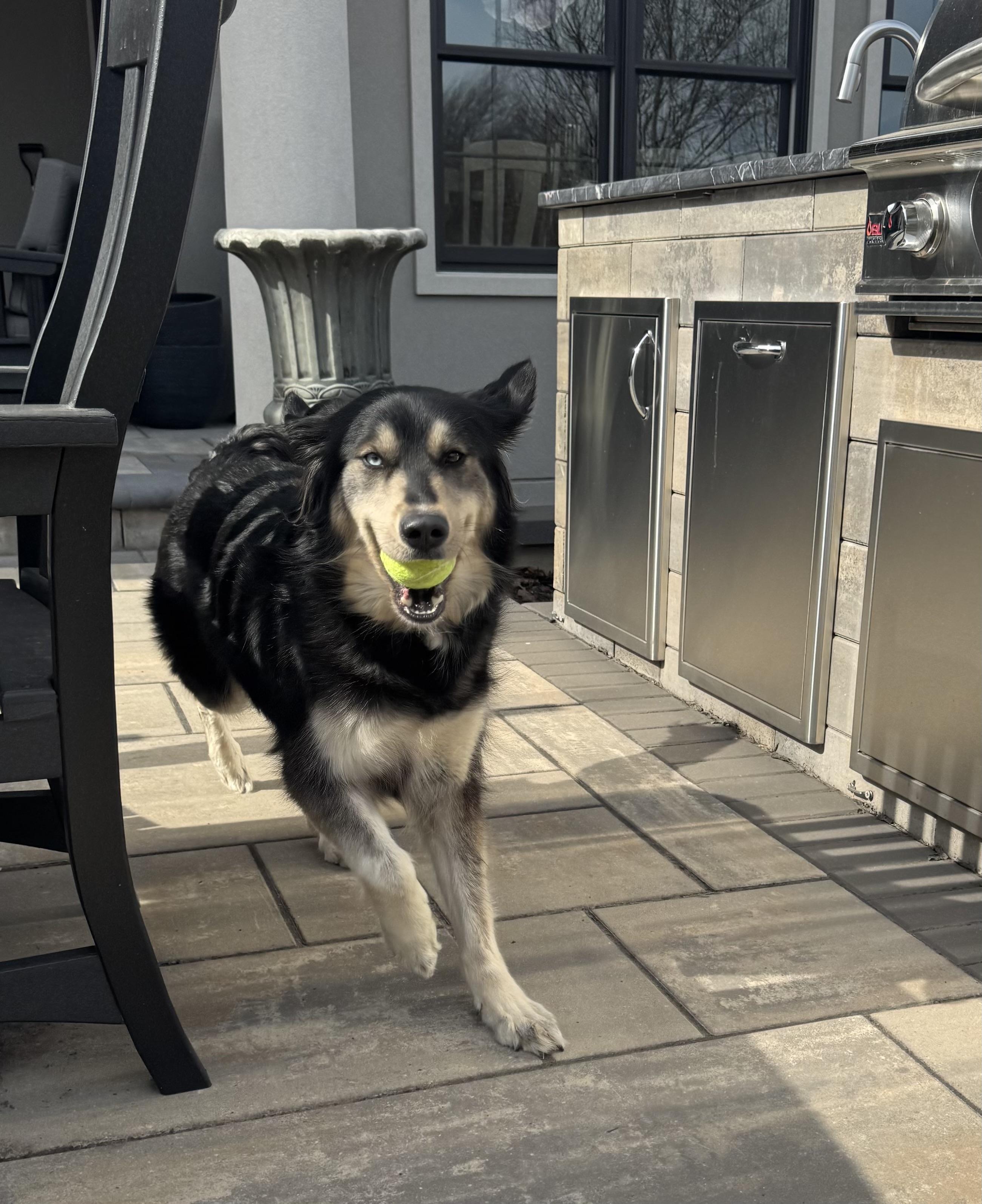 Enlarge Maggie, a Adopted mixed breed in Lima, OH image 2/3