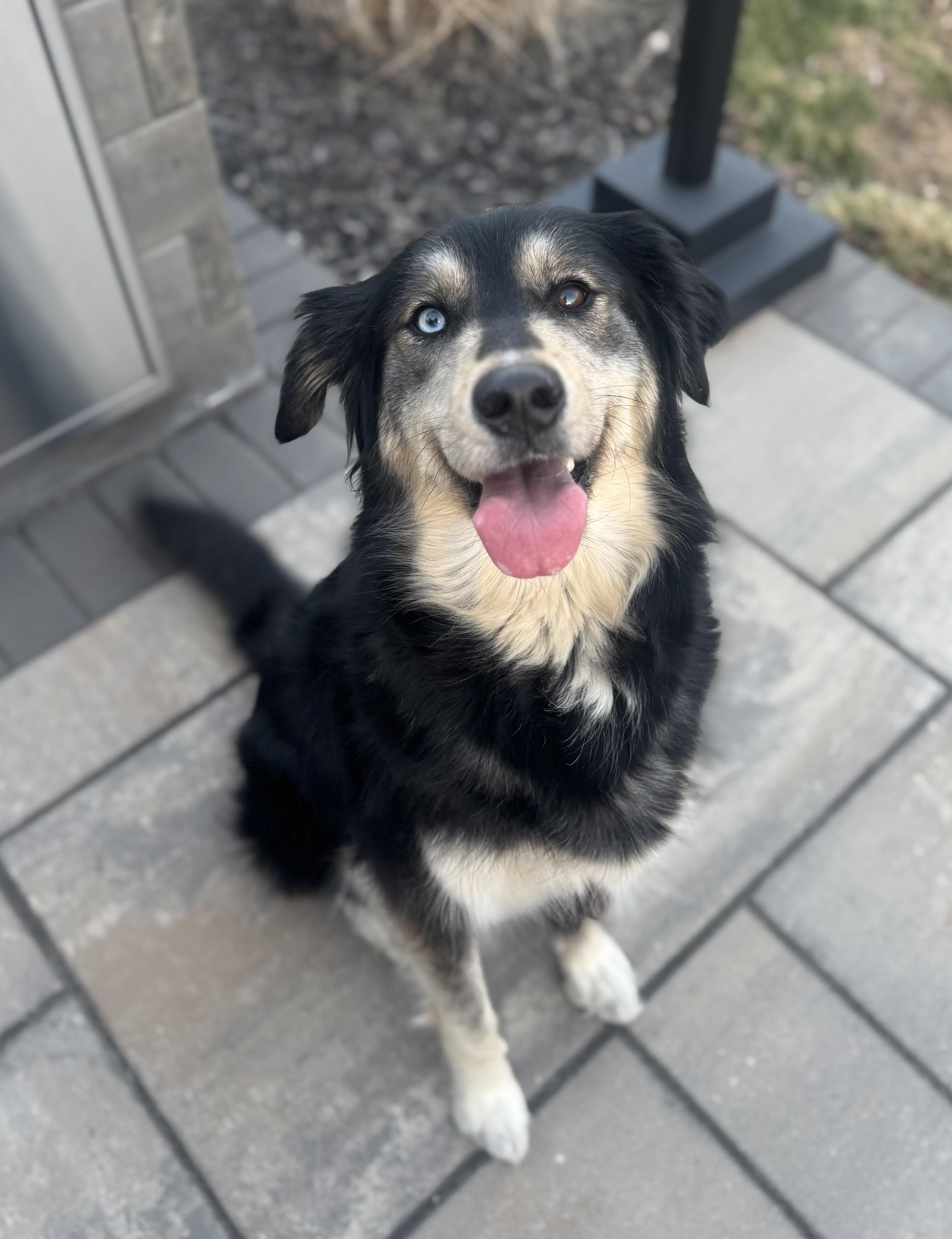 Enlarge Maggie, a Adopted mixed breed in Lima, OH image 3/3