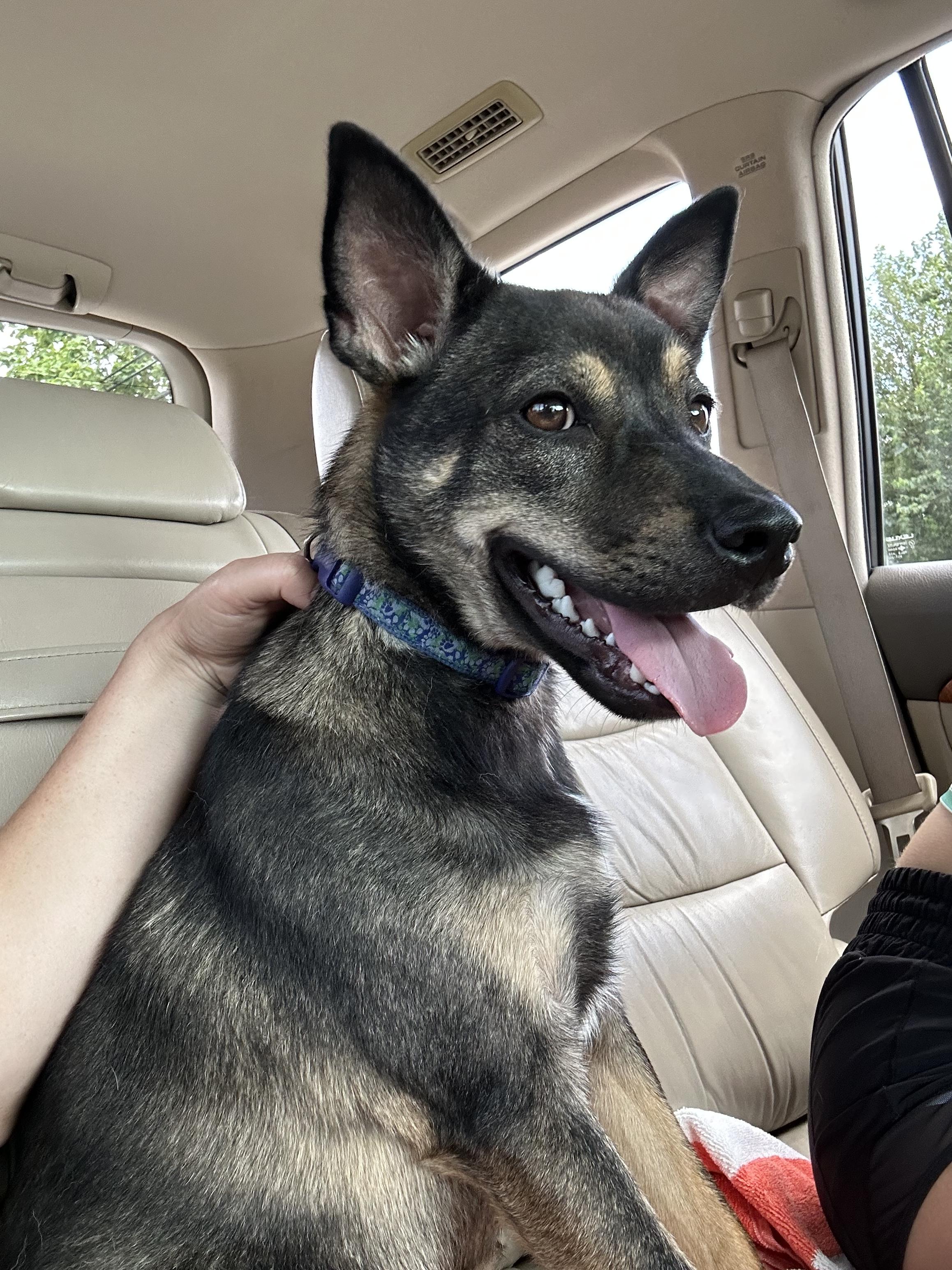 Enlarge Lucky, a ADOPTABLE mixed breed in Owensboro, KY image 4/5