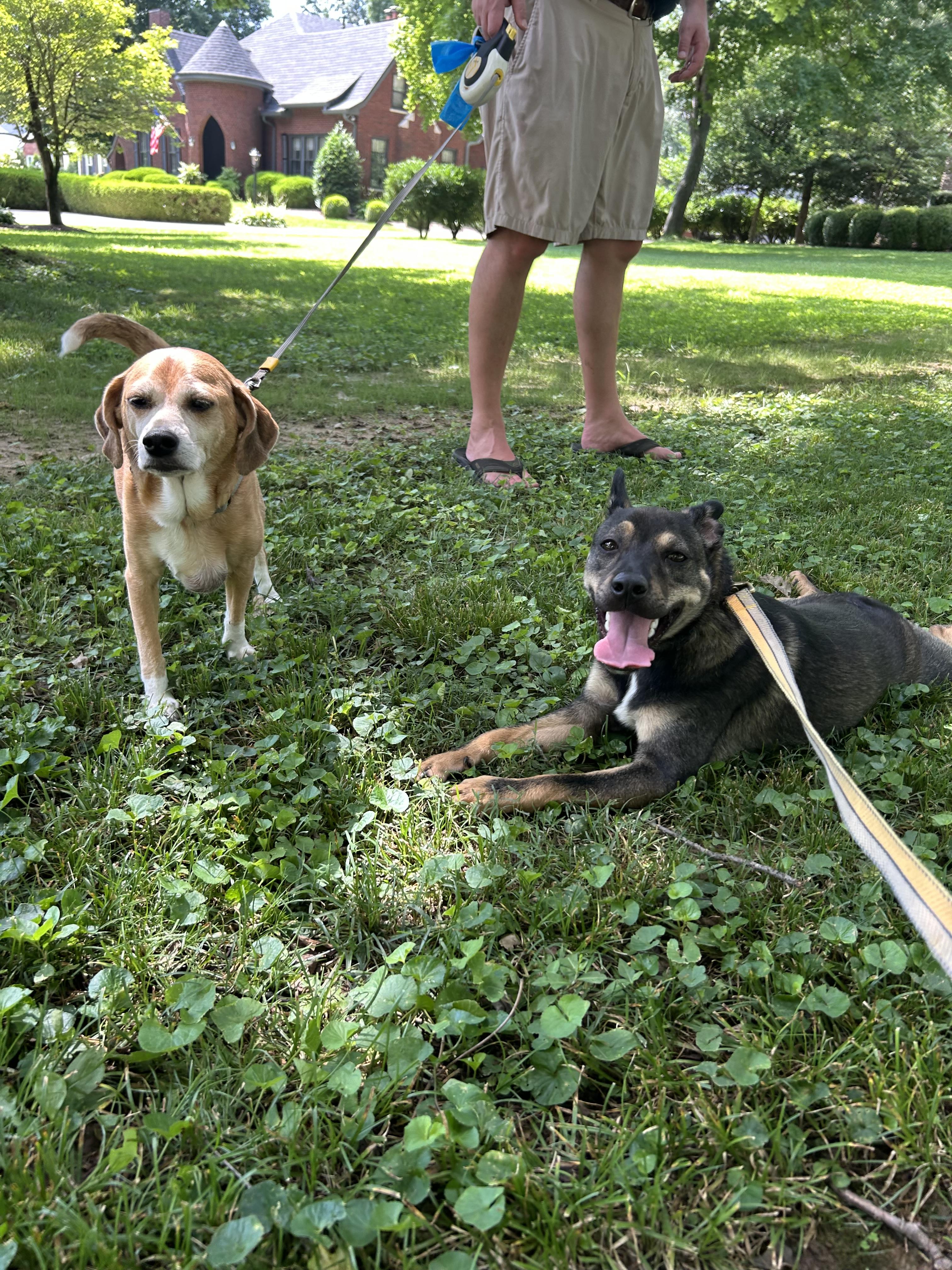 Enlarge Lucky, a ADOPTABLE mixed breed in Owensboro, KY image 5/5