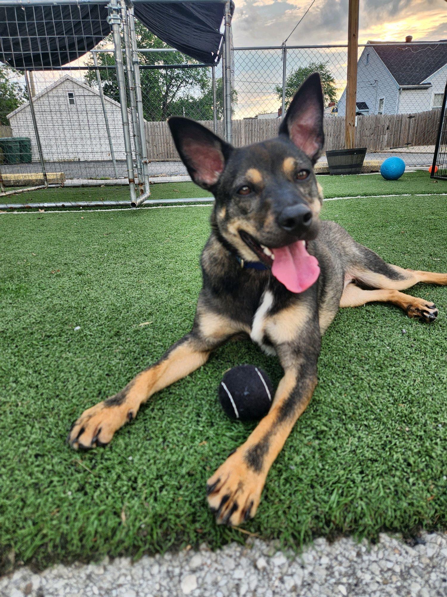 Lucky, ADOPTABLE, Puppy Female German Shepherd Dog.
