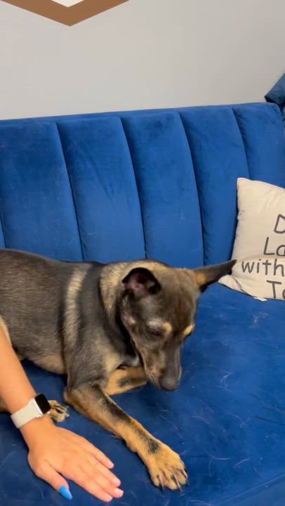 Enlarge Lucky, a ADOPTABLE mixed breed in Owensboro, KY video 3/5