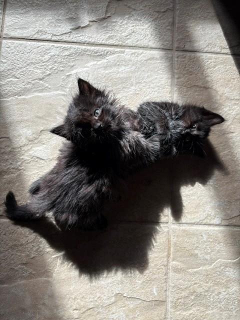 Soot, adoptable, Kitten Male Domestic Medium Hair.