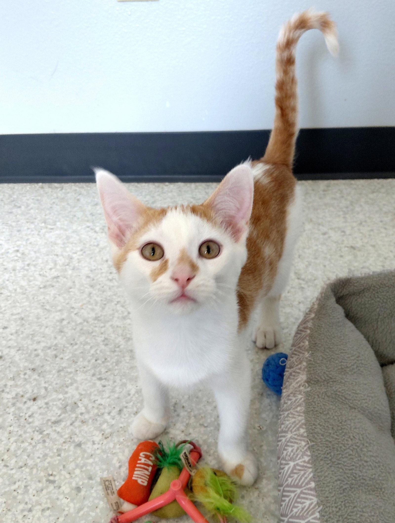 Shiitake, Adopted, Kitten Male Domestic Short Hair.