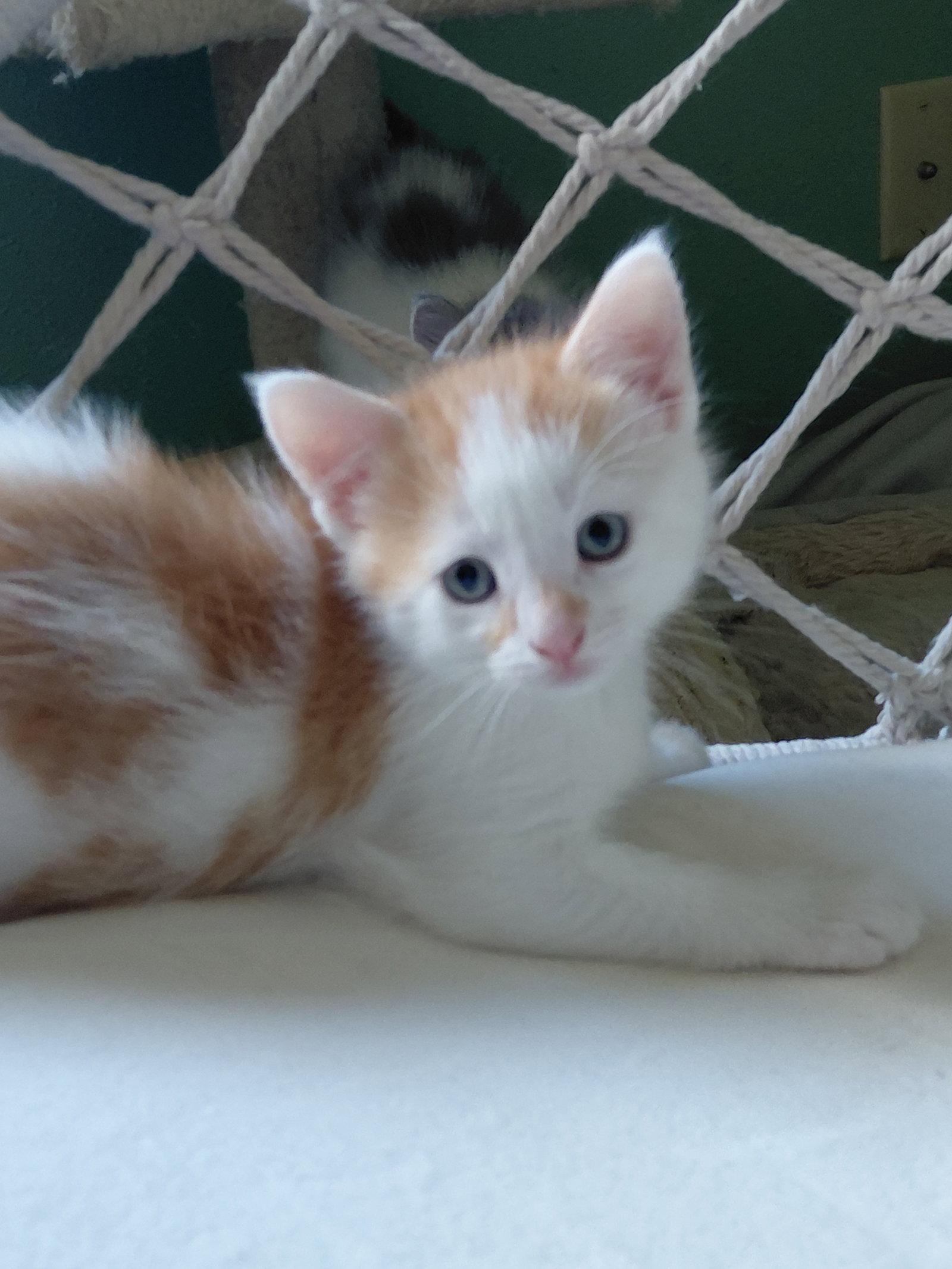 Enlarge Shiitake, a Adopted Domestic Short Hair in Montello, WI image 2/3