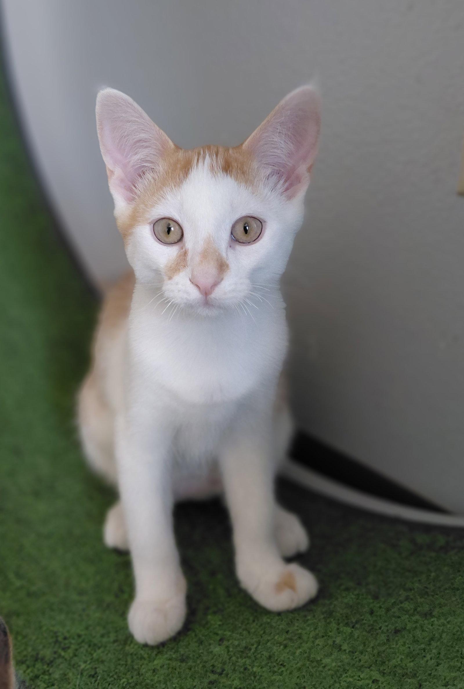 Enlarge Shiitake, a Adopted Domestic Short Hair in Montello, WI image 3/3