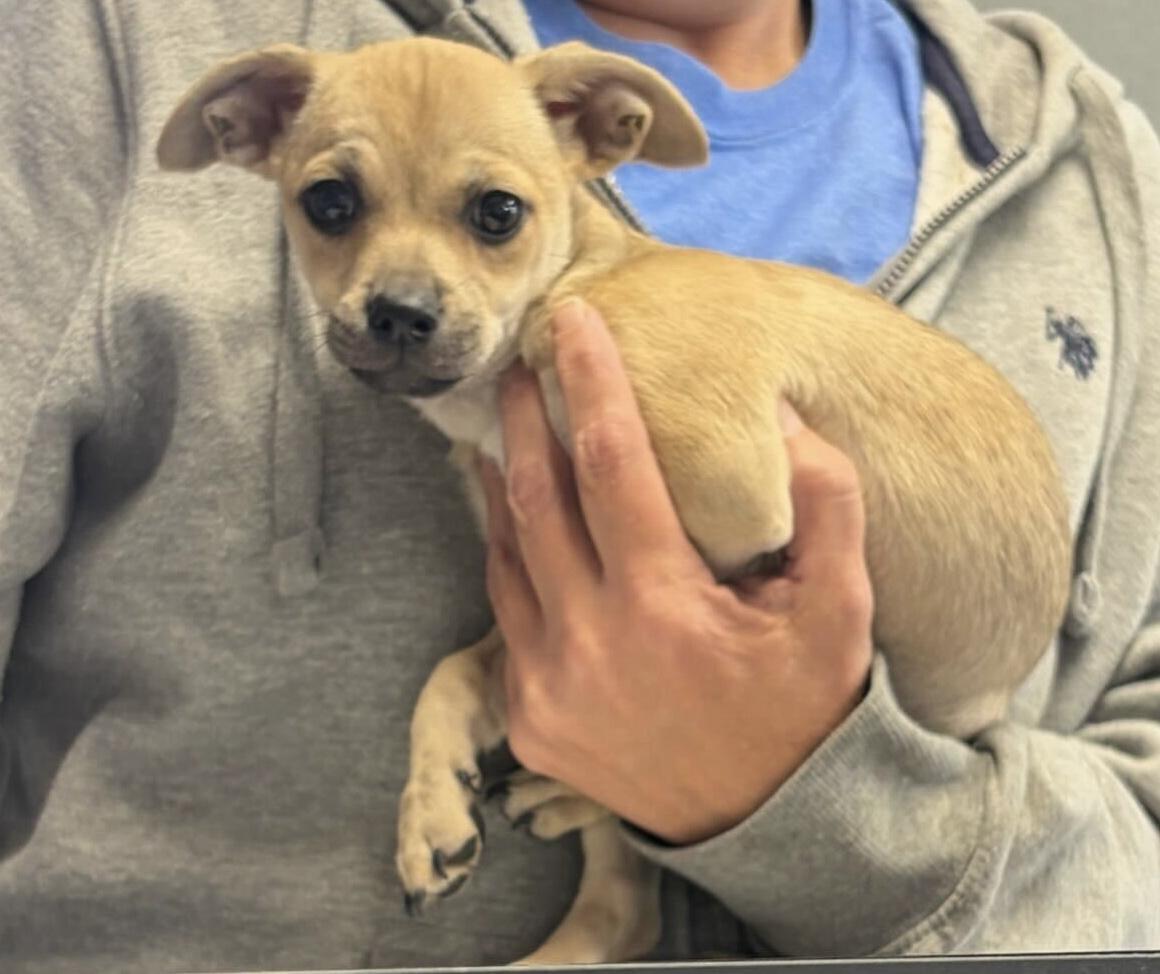 Bobby, Adoptable, Puppy Male Chihuahua.