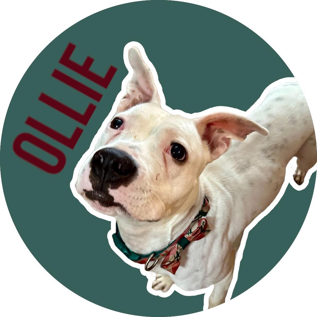 Enlarge Ollie, a Adoptable mixed breed in Evans City, PA image 1/6