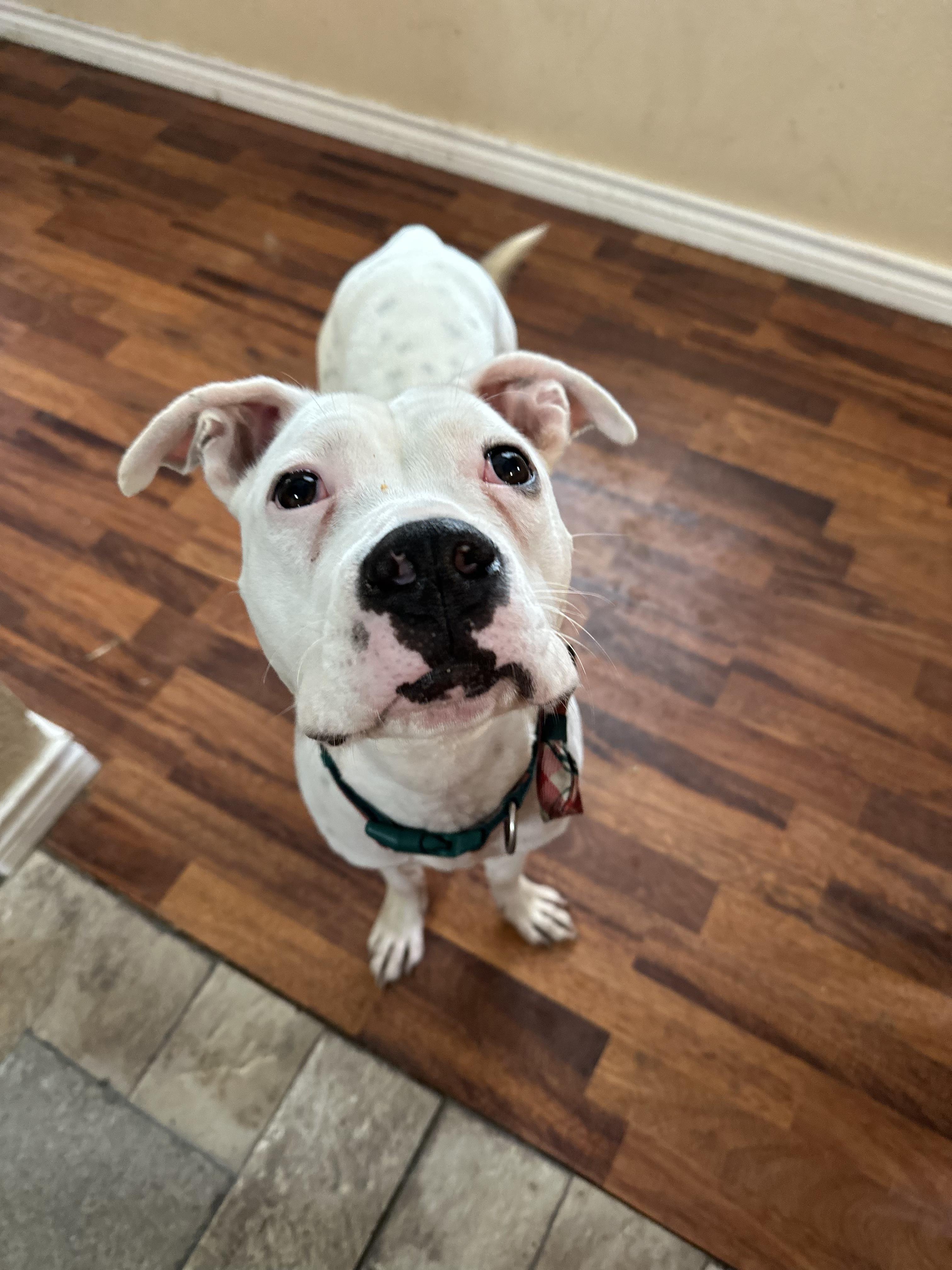 Enlarge Ollie, a Adoptable mixed breed in Evans City, PA image 5/6