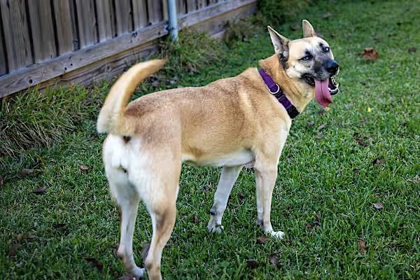 Sage Cowan, a Adoptable mixed breed in Willowbrook, IL image 2/6