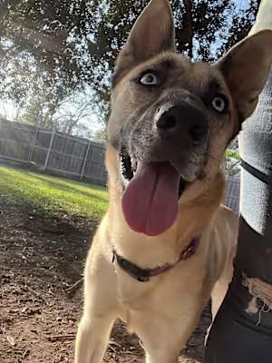 Sage Cowan, Adoptable, Adult Female Shepherd & Husky.