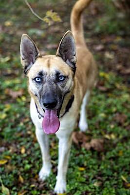 Sage Cowan, a Adoptable mixed breed in Willowbrook, IL image 3/6
