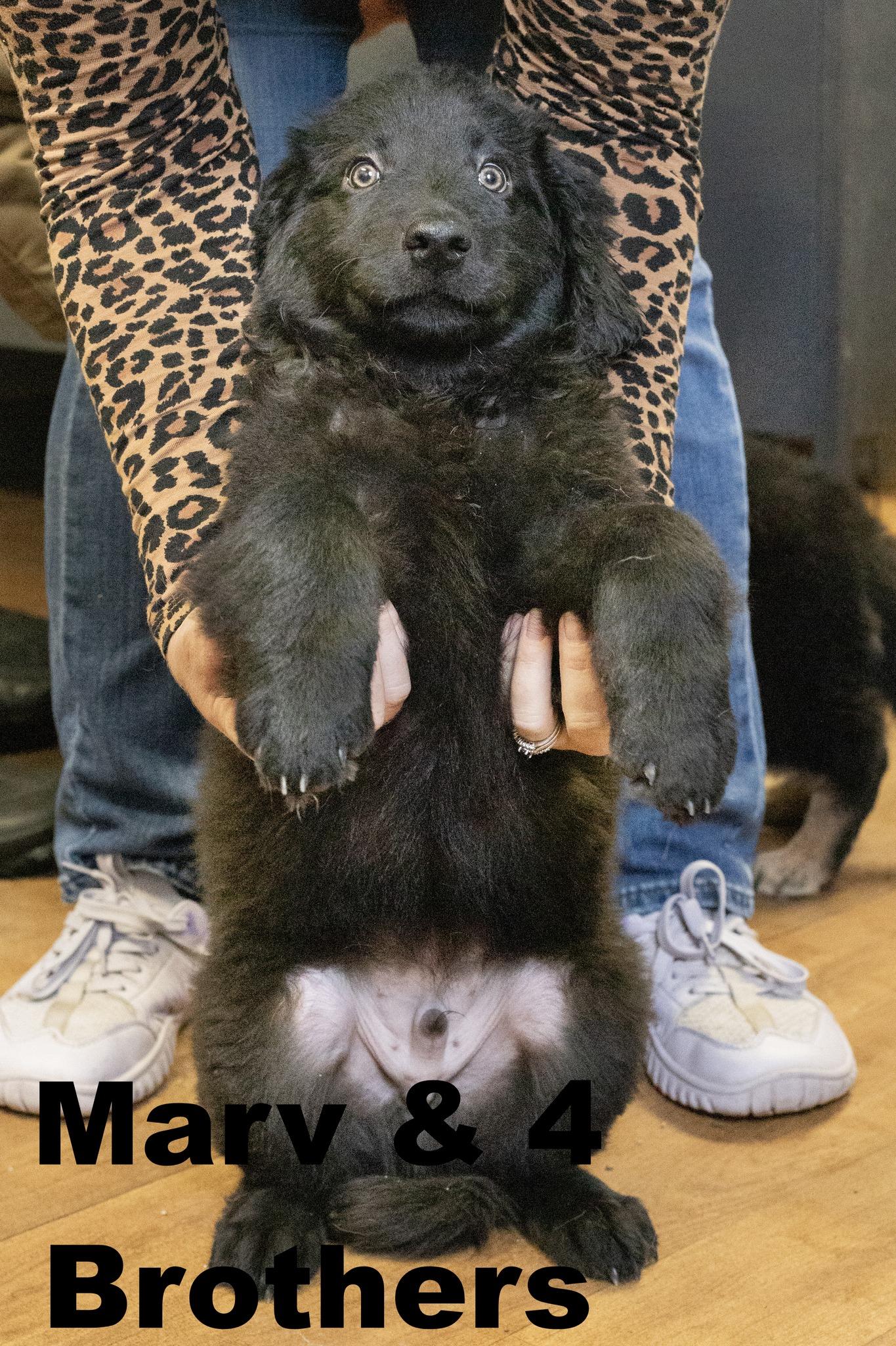 Marv and 4 brothers, adopted, Puppy Male Catahoula Leopard Dog & Shepherd.