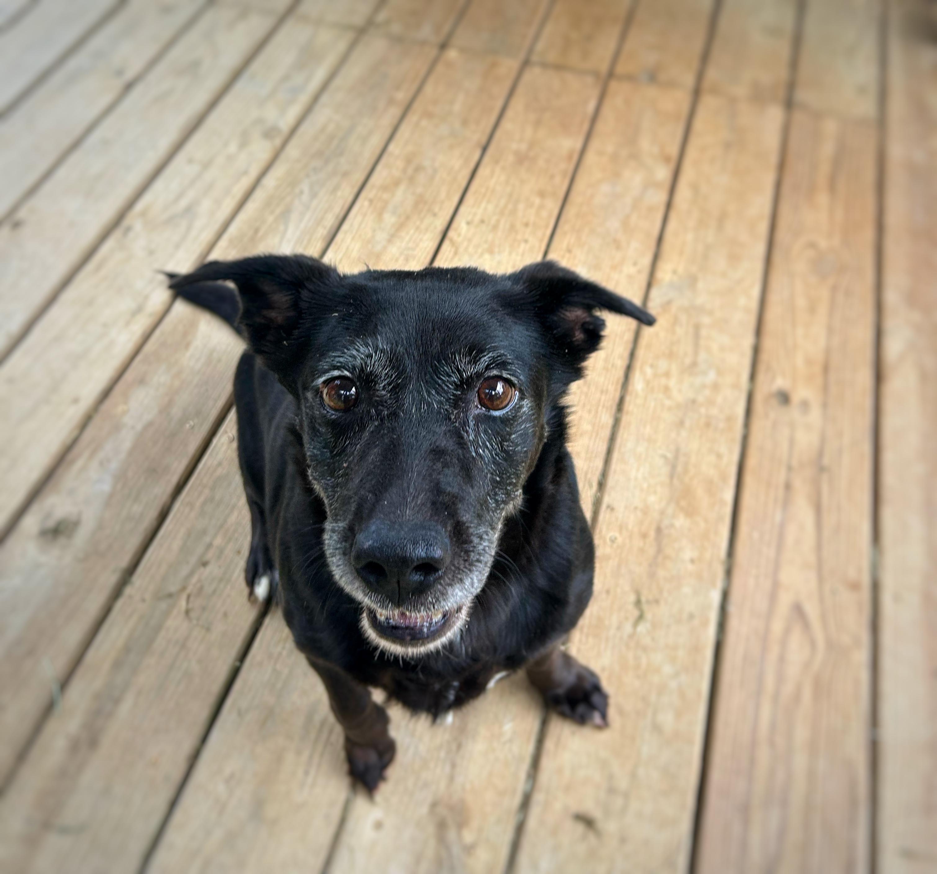 Ava , a Adoptable mixed breed in Greenfield, TN image 2/5