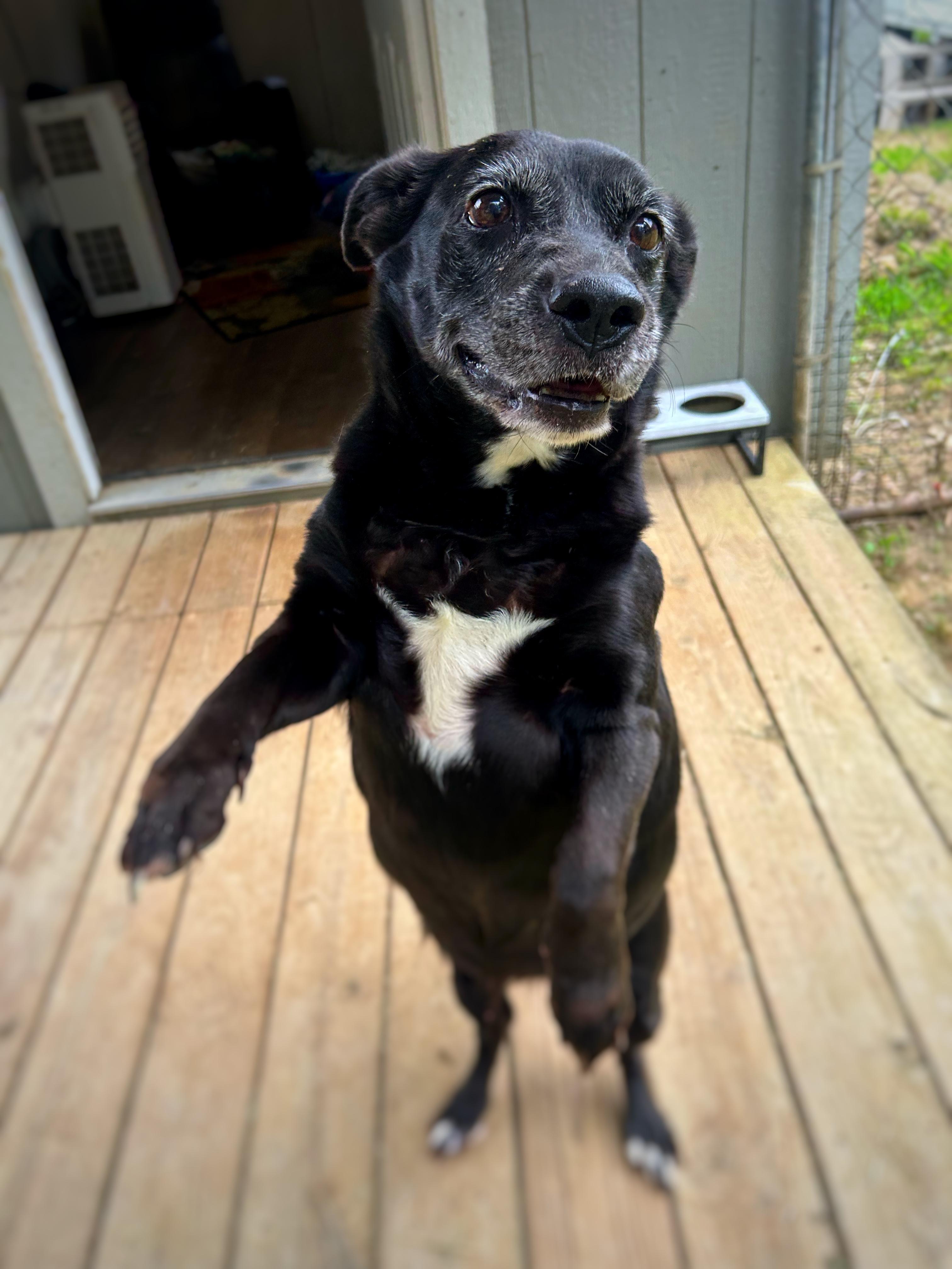 Ava , a Adoptable mixed breed in Greenfield, TN image 3/5