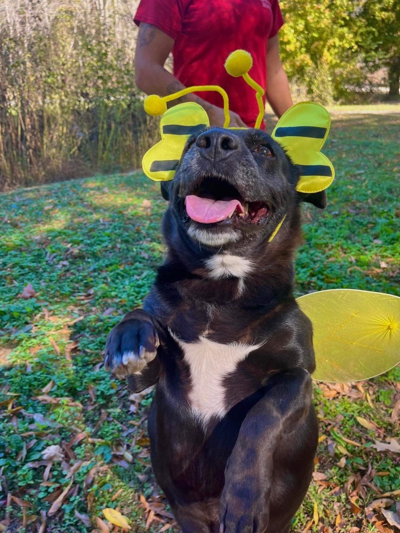 Ava , Adoptable, Adult Female Corgi & Black Labrador Retriever.