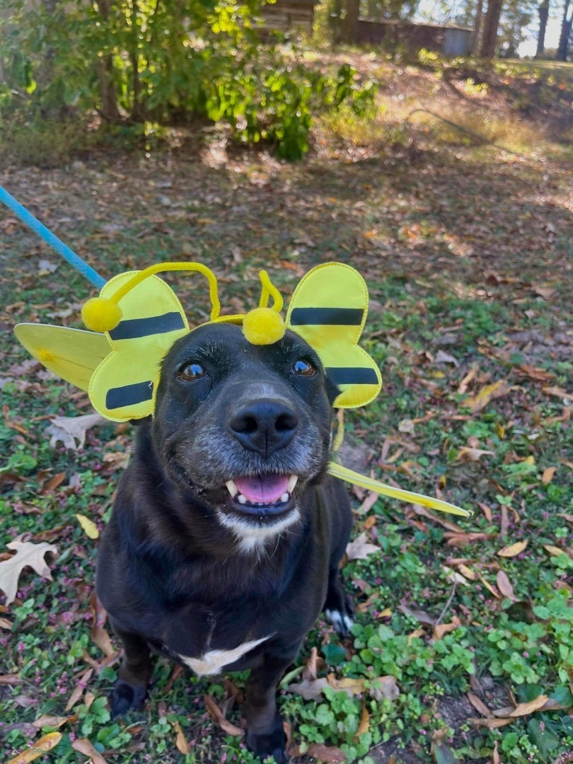 Enlarge Ava , a Adoptable mixed breed in Greenfield, TN image 2/8