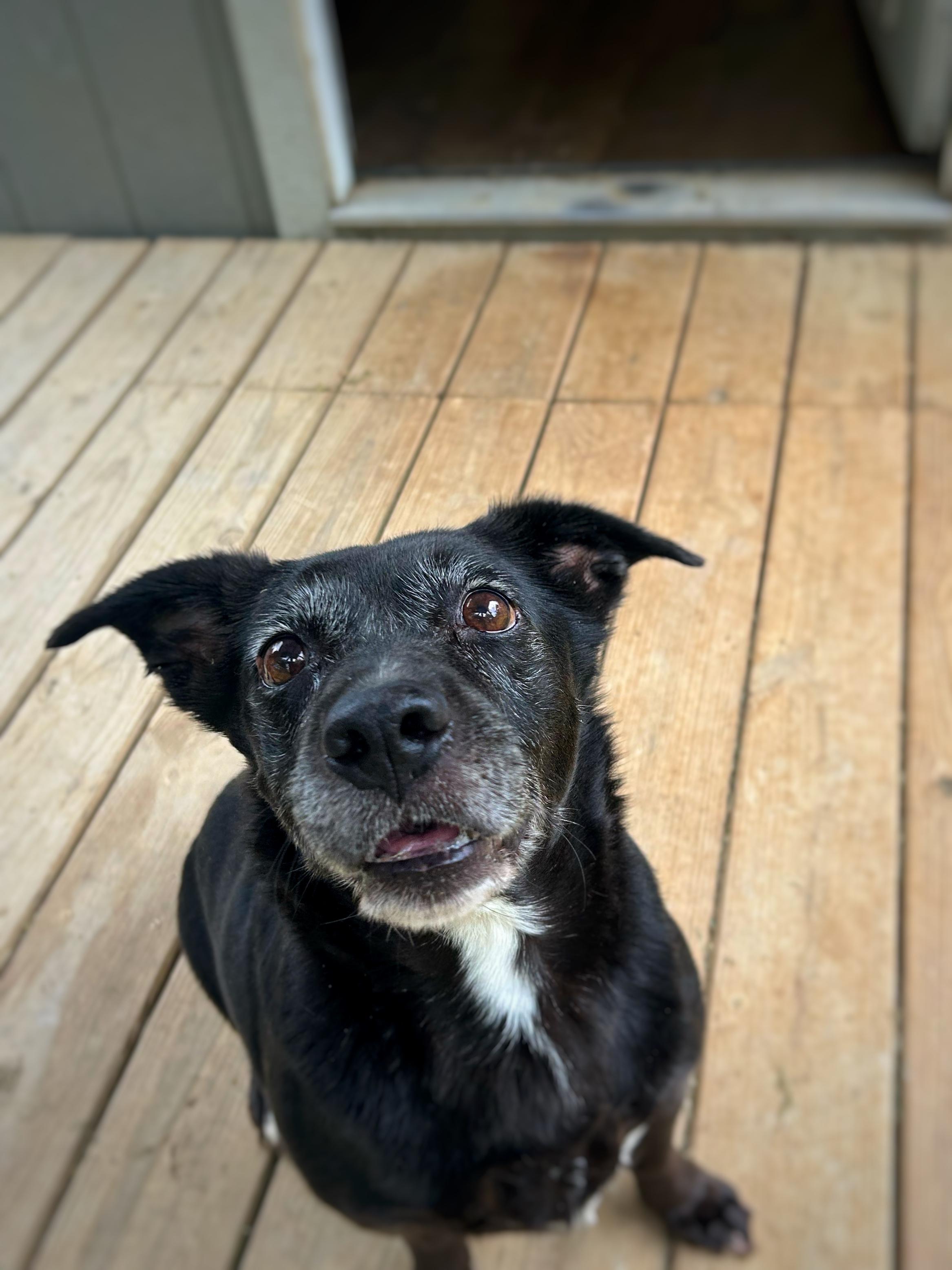 Ava , Adoptable, Adult Female Corgi & Black Labrador Retriever.
