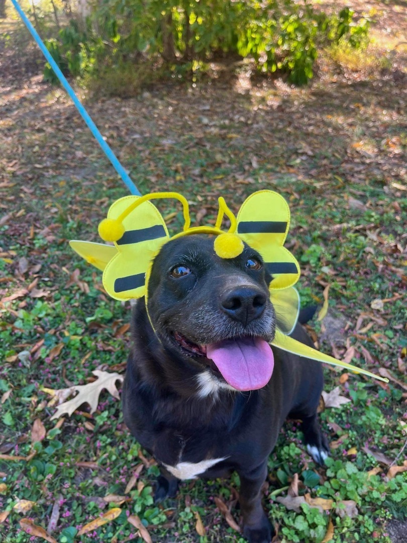 Ava , Adoptable, Adult Female Corgi & Black Labrador Retriever.