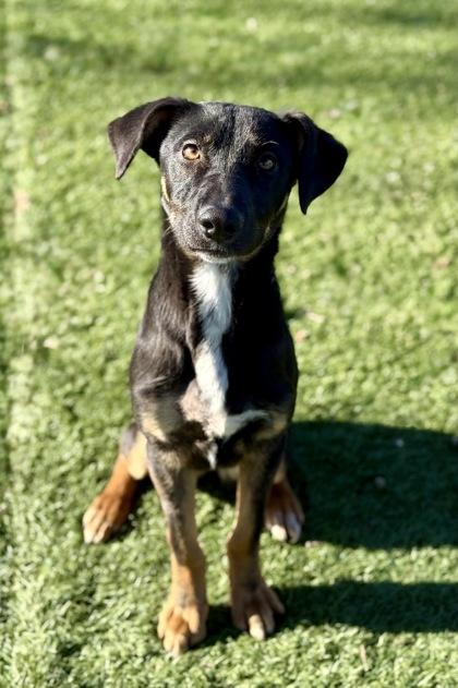 Enlarge Kendall, a ADOPTABLE mixed breed in Red Bluff, CA image 5/5