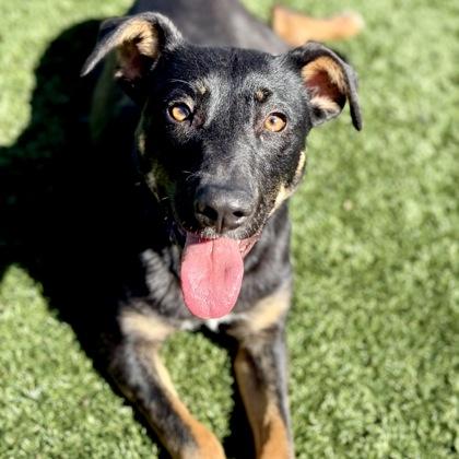 Enlarge Kendall, a ADOPTABLE mixed breed in Red Bluff, CA image 2/5