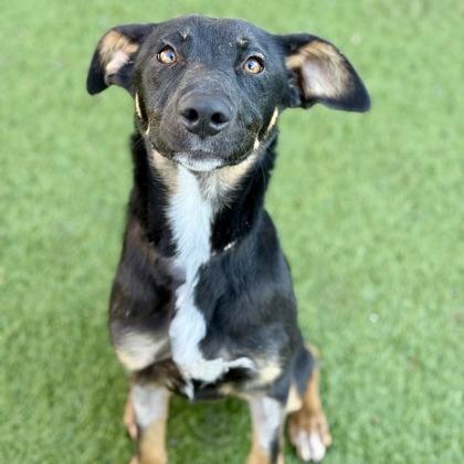 Enlarge Kendall, a ADOPTABLE mixed breed in Red Bluff, CA image 3/5