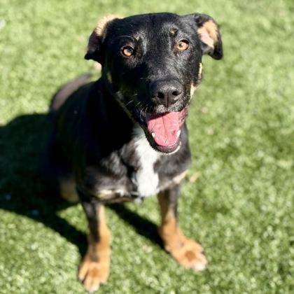 Enlarge Kendall, a ADOPTABLE mixed breed in Red Bluff, CA image 1/5