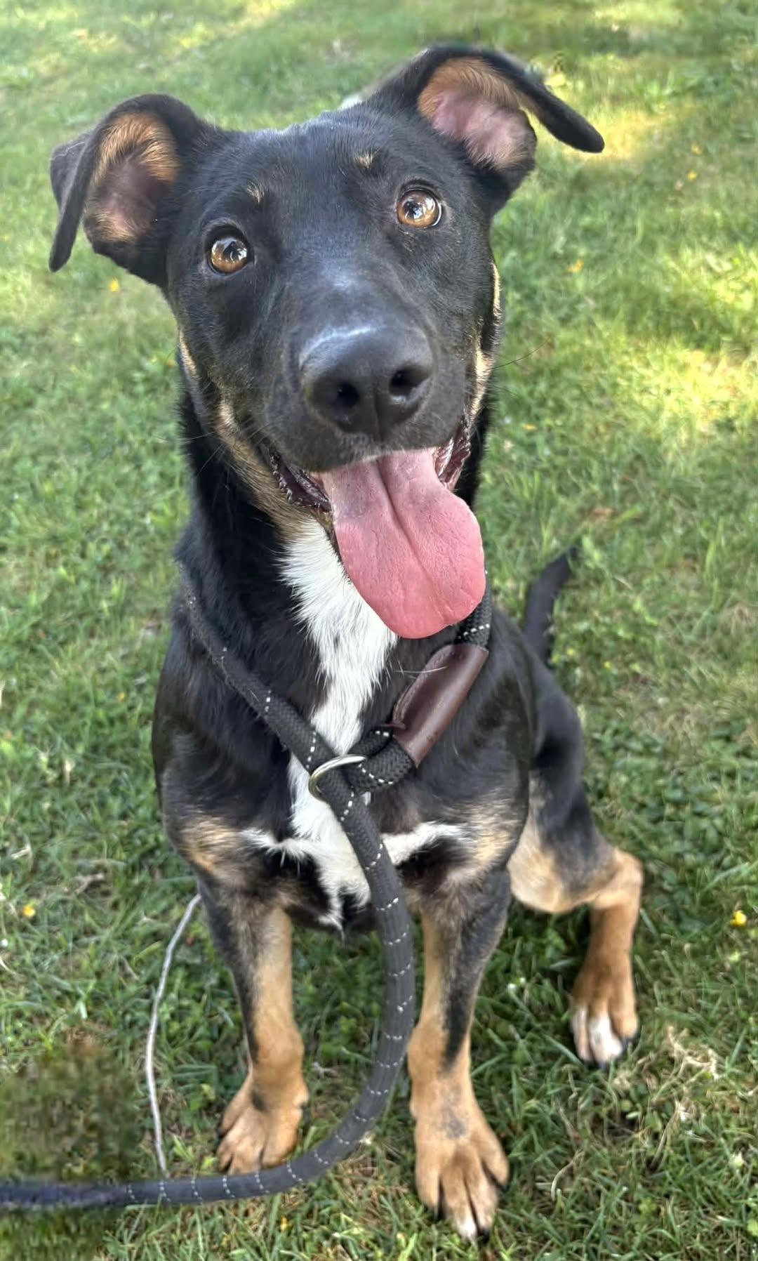 Enlarge Kendall, a ADOPTABLE mixed breed in Red Bluff, CA image 5/5