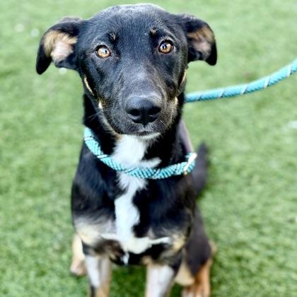 Enlarge Kendall, a ADOPTABLE mixed breed in Red Bluff, CA image 1/5