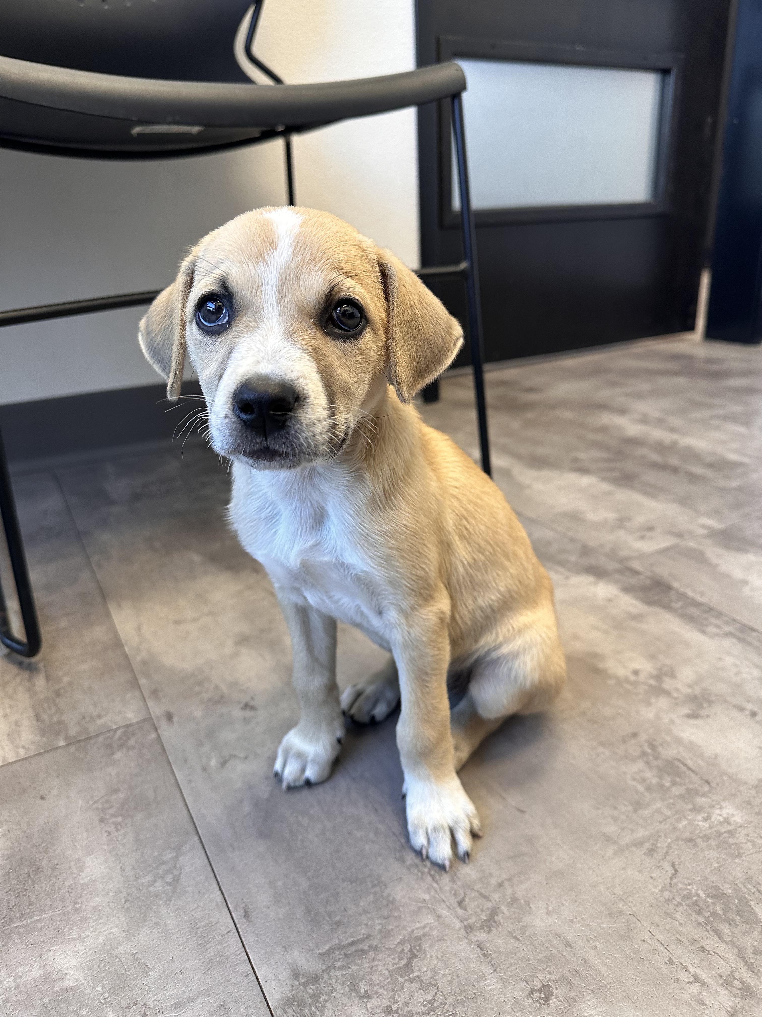 Lucy Goose - Adoptable Pet | Petfinder
