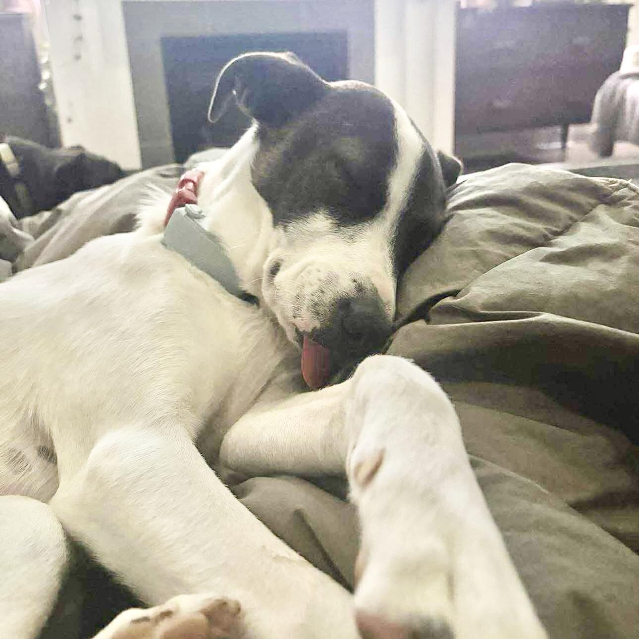 Zoe, ADOPTABLE, Young Female Mixed Breed & Pointer.