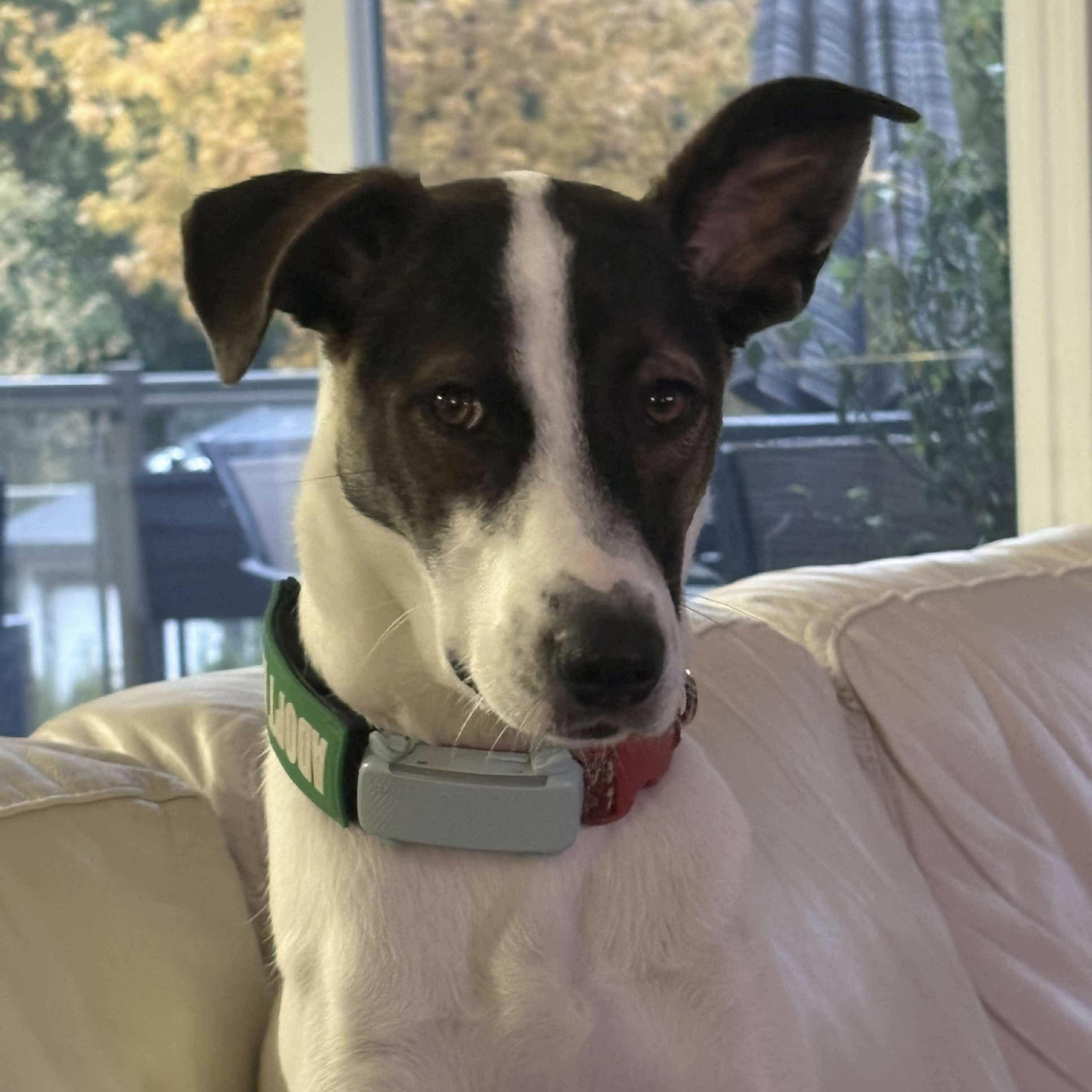 Zoe, a ADOPTABLE mixed breed image 2/6