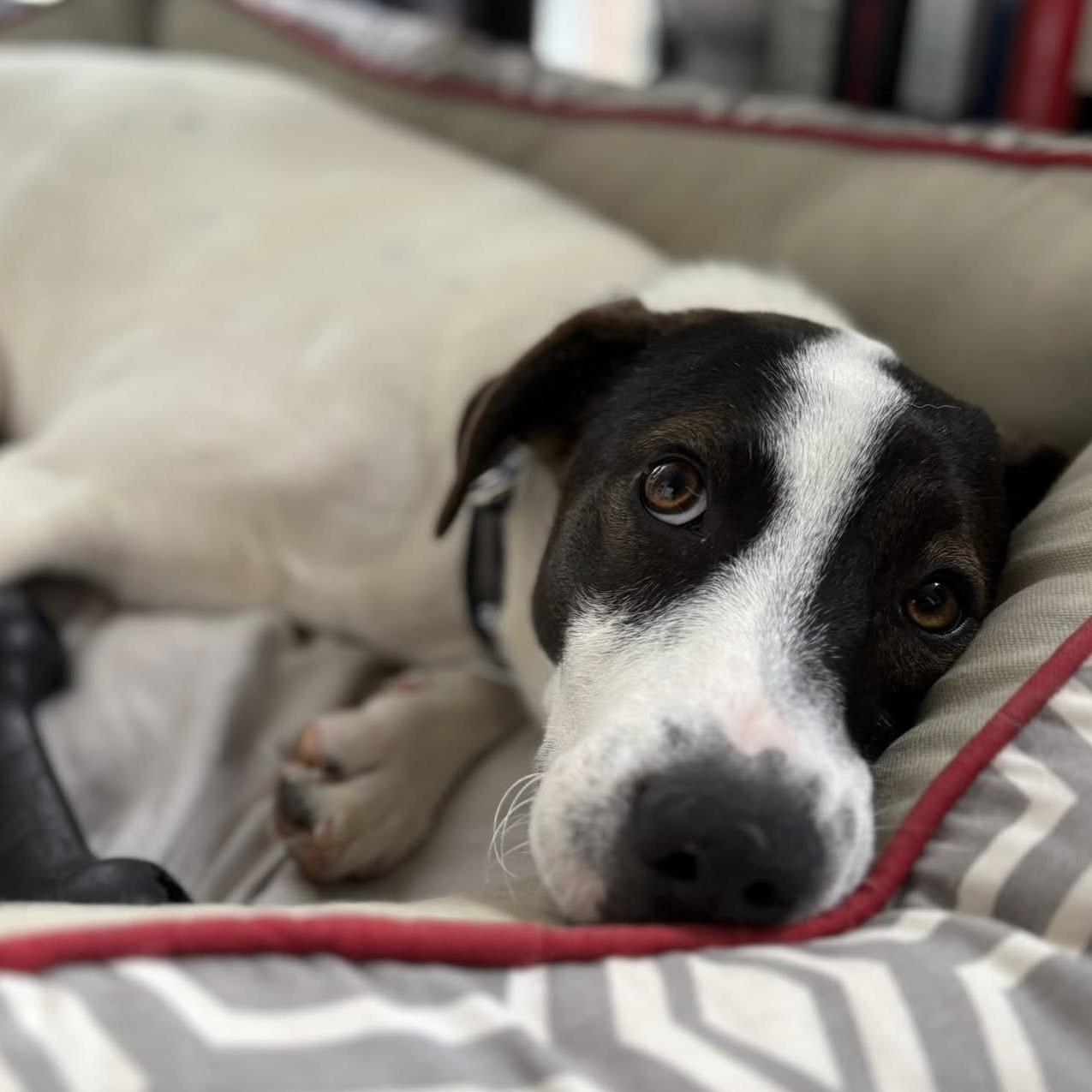 Zoe, a ADOPTABLE mixed breed image 4/6