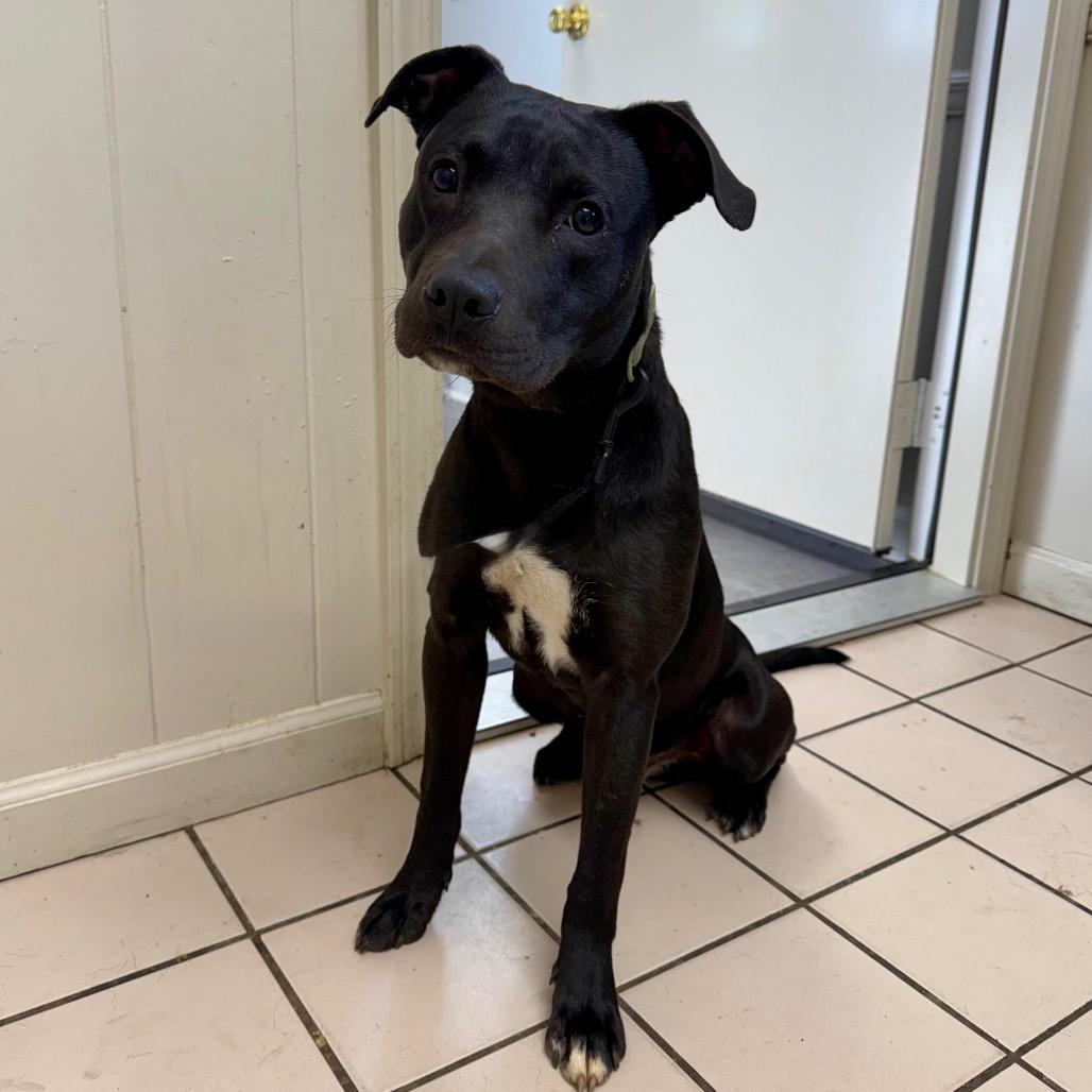 Voltage — thumbnail 2