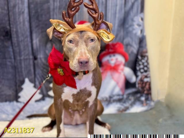 AMOEBA, Adoptable, Adult Female Mixed Breed.