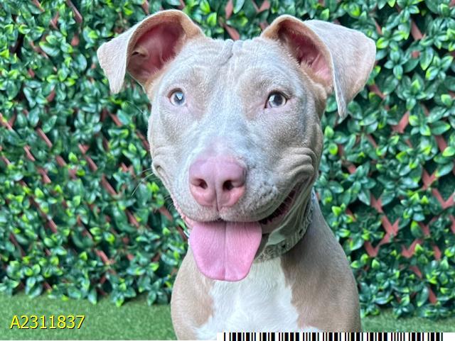 Enlarge AMOEBA, a Adoptable Mixed Breed in West Palm Beach, FL image 1/1