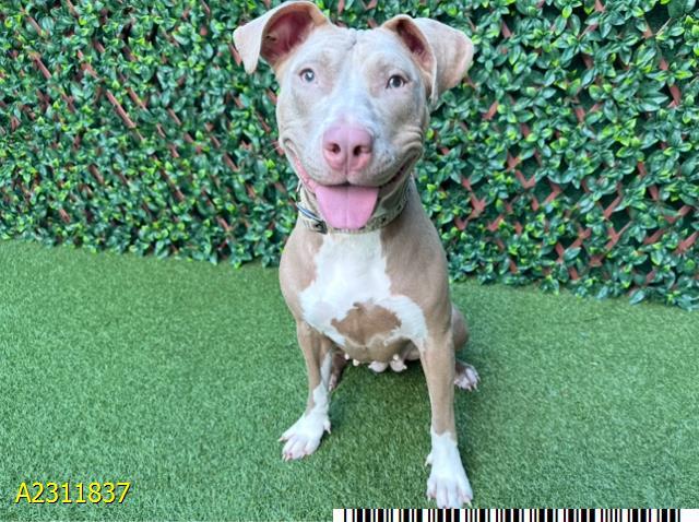 AMOEBA, Adoptable, Adult Female Mixed Breed.