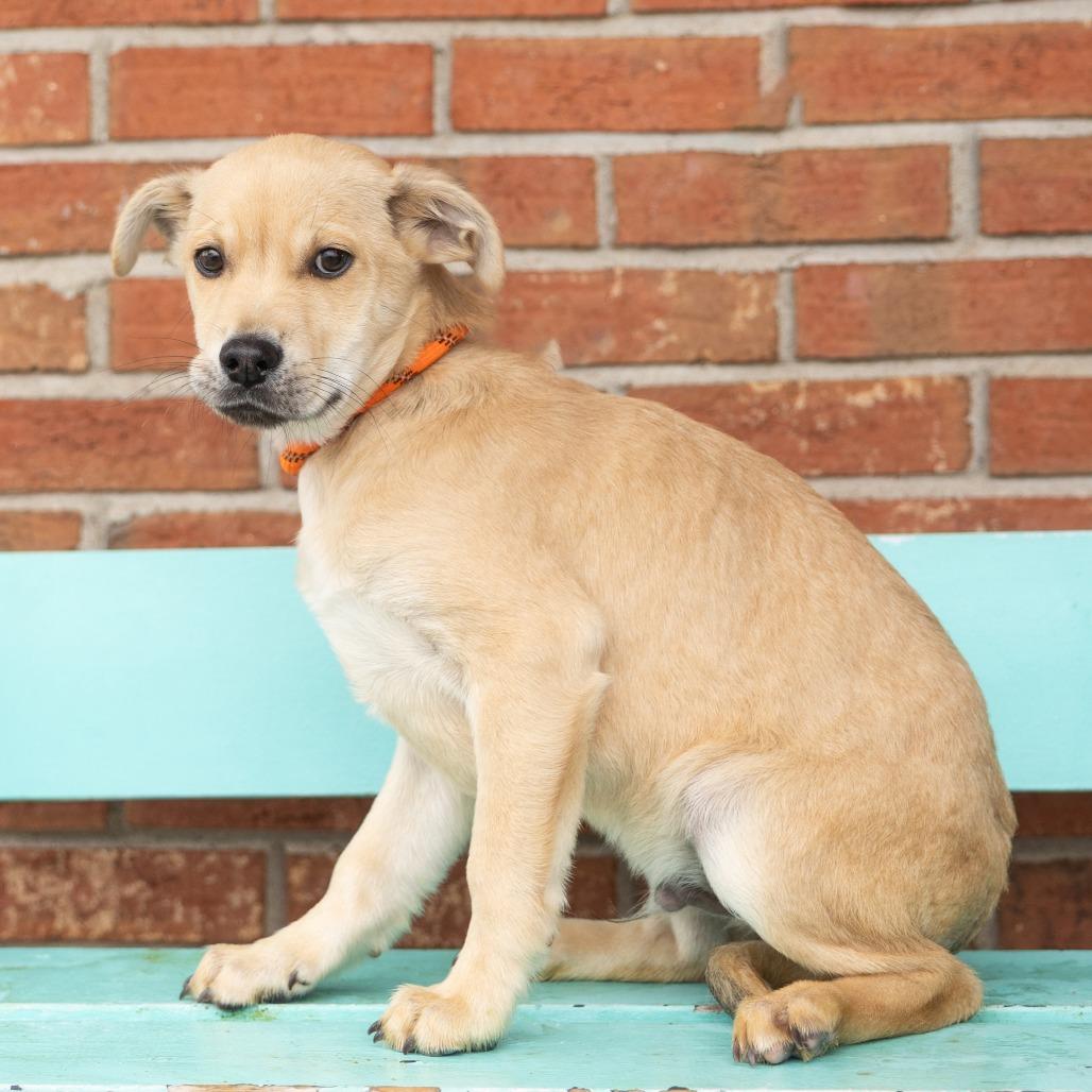 Enlarge Yami, a ADOPTABLE Mixed Breed in Cape Girardeau, MO image 1/1