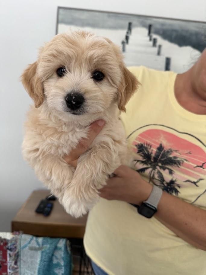 Ollie, adopted, Puppy Male Bichon Frise & Goldendoodle.